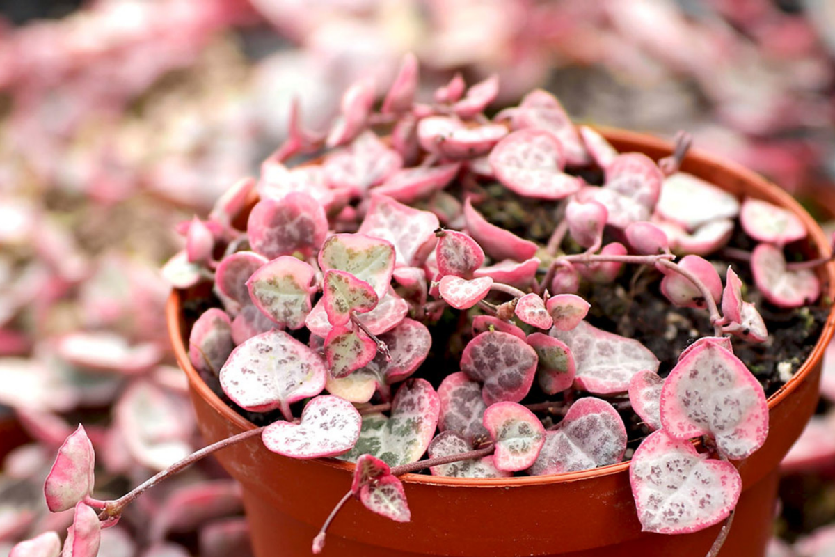 Variegated String of Hearts Cutting in Prop Cup - Ceropegia woodii, Easy Care Indoor Plant, Trailing Succulent with Heart-Shaped Leaves