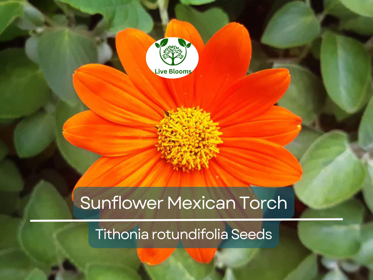 100 Seeds Sunflower Mexican Torch, Non-GMO, Helianthus, Bright Yellow & Orange Blooms, Attracts Bees & Butterflies