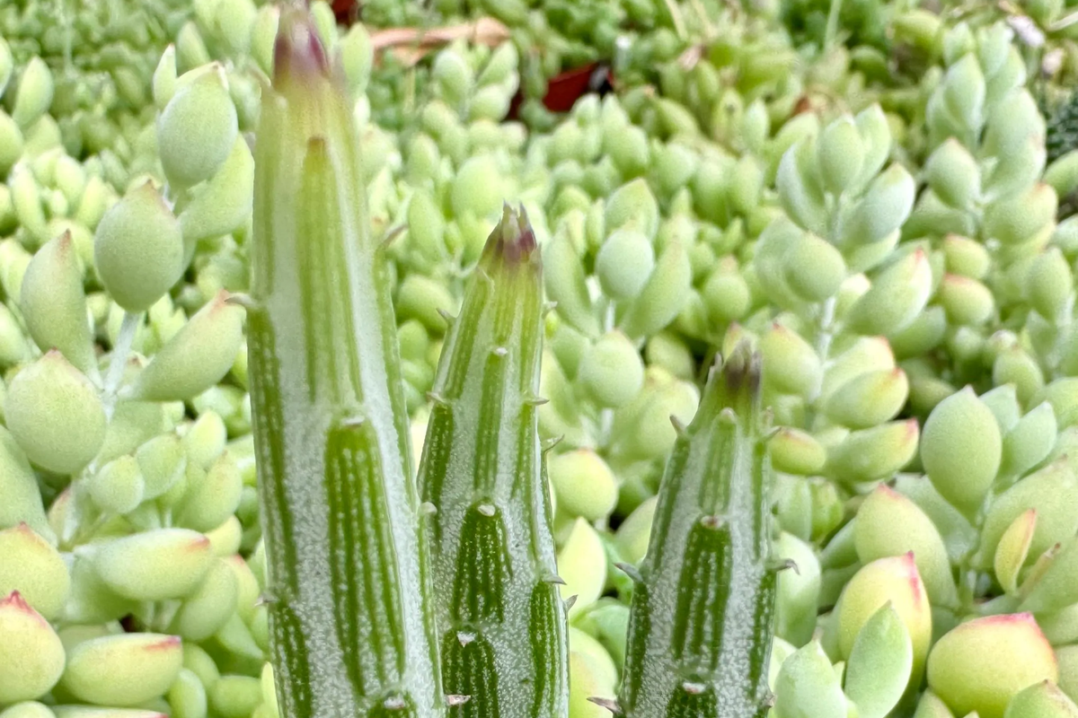 Kleiniia Senecio Stepiliformis Succulent Pickle Plant - 2 Rooted Cuttings in 2" Pot - Quirky Indoor Succulent for Home Decor