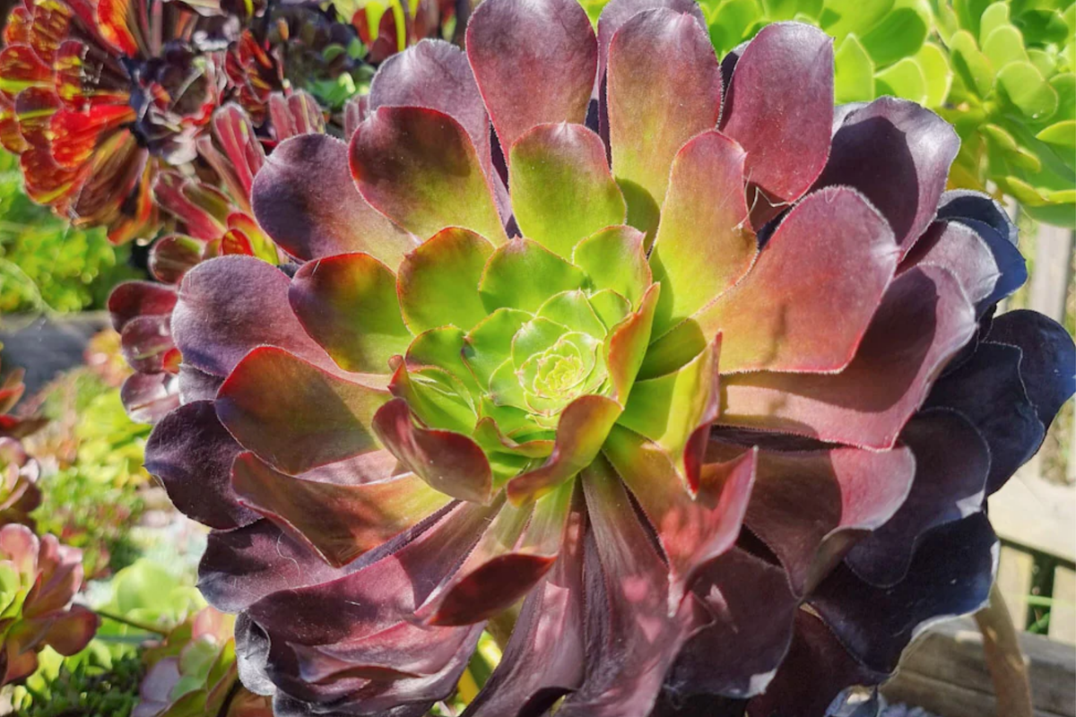 Aeonium Voodoo Cutting | Rare Deep Purple Rosettes | Easy Grow Succulent | Unrooted Cutting | Drought Tolerant Plant
