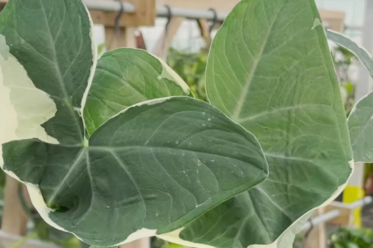 Alocasia Mickey Mouse Plant | 4" Live Plant | Unique Variegated Foliage | Alocasia 'Mickey Mouse' | Indoor Houseplant