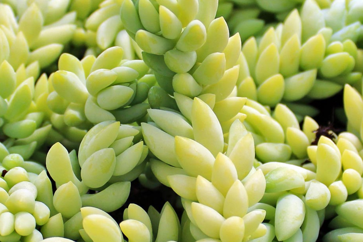 Donkey's Tail Succulent Cuttings - 5" Burro's Tail (Sedum Morganianum) - Fresh Trailing Plant - Easy-Care Houseplant