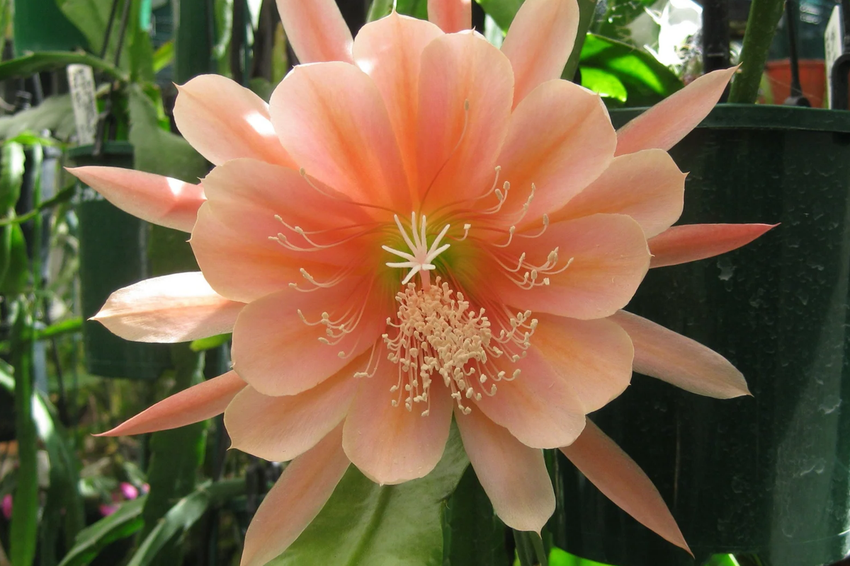 Epiphyllum Orchid Cactus Cutting 8"-10" King Midas Hybrid | Large Vibrant Blooms | Epiphytic Cactus for Hanging Baskets