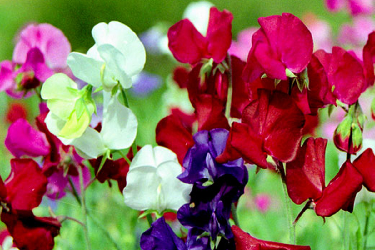 Dwarf Sweet Pea Seeds Bulk Bijou Mix | Non-GMO Annual Flower Seeds | Lathyrus odoratus | Pastel Colors for Containers