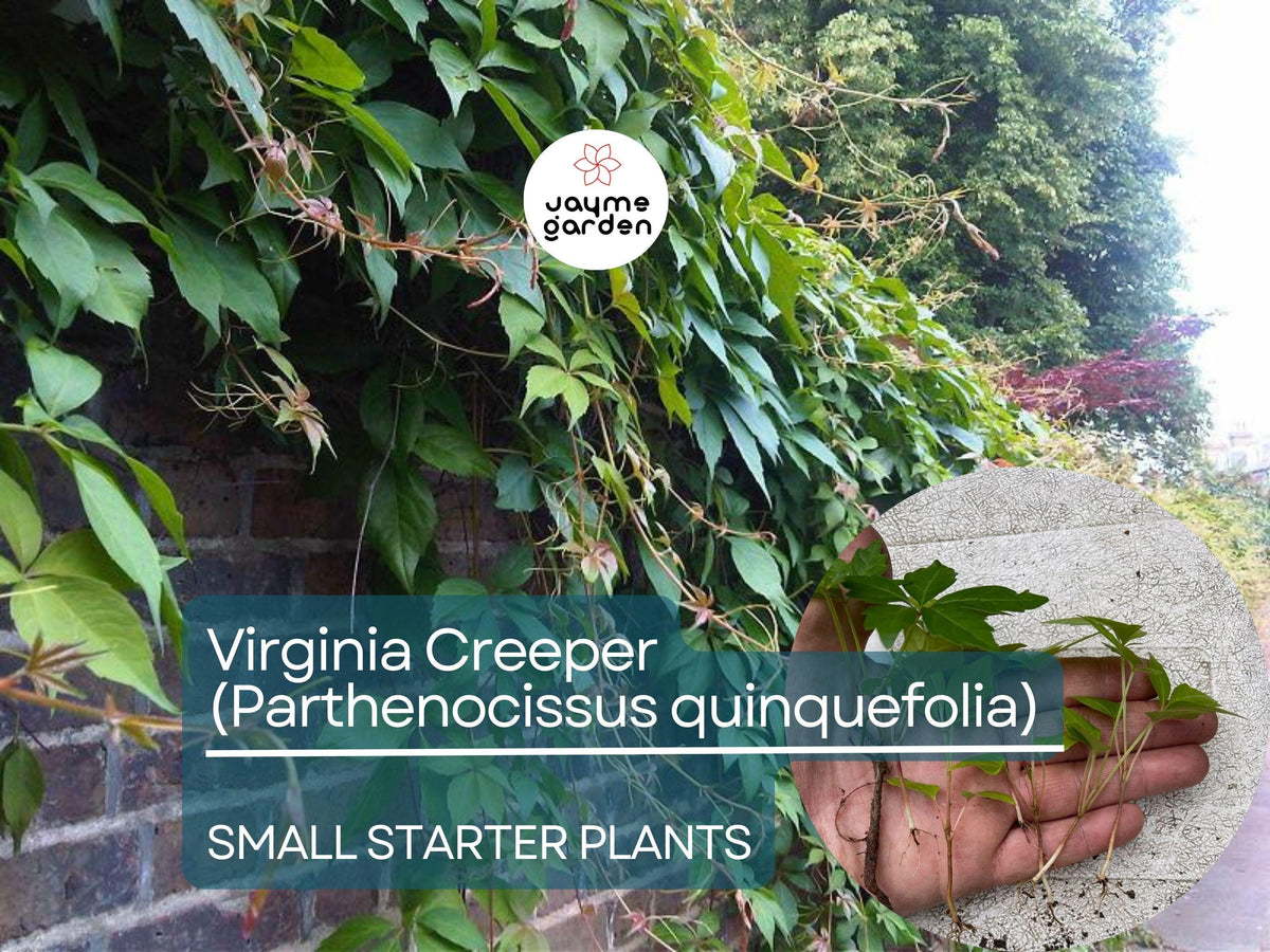 Christmas Cactus Starter Plant - Miss Shimano - Schlumbergera Truncata - Well-Rooted Indoor Cactus for Holiday Decor