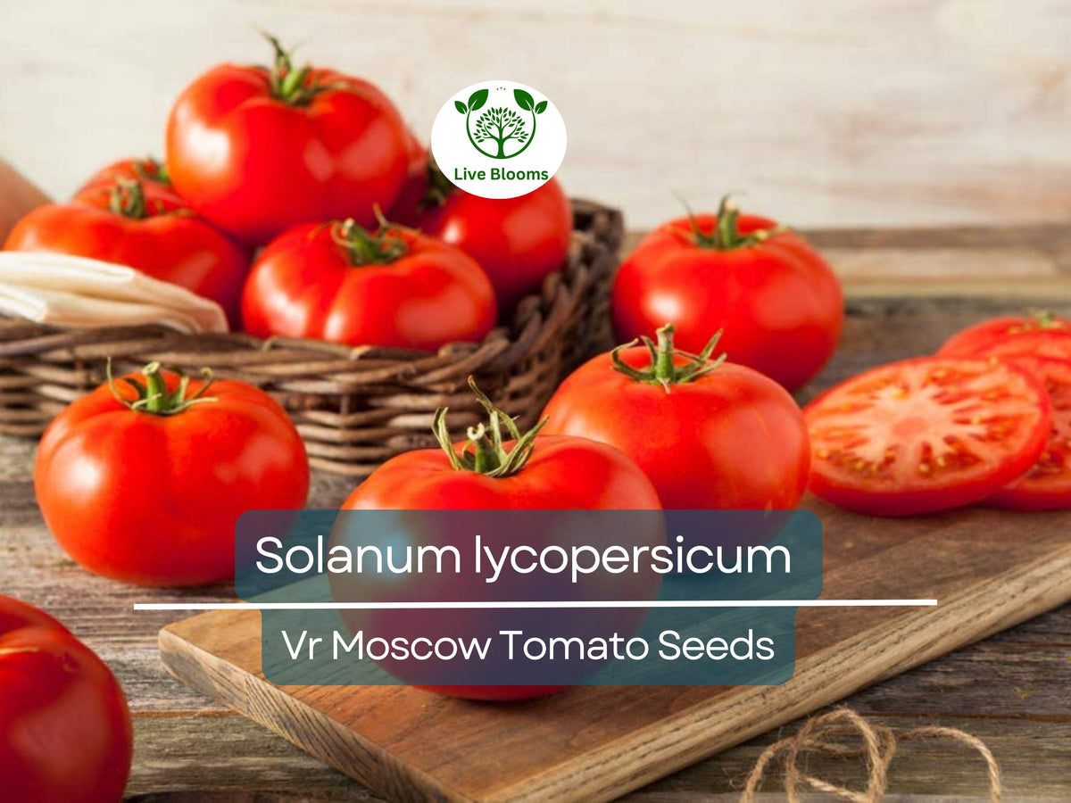 Burgundy Broccoli Seeds (25 Seeds) - Brassica oleracea var. italica - Unique Color for Home Gardening