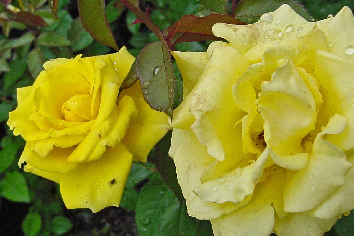Texas Yellow Rose Cuttings - 3 Rooting Cuttings, 5-6" Each, Rosa sp., Disease Resistant, USA Grown, Includes Rooting Powder & Guide