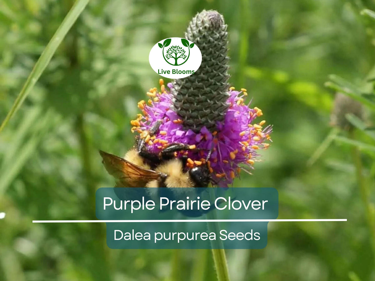 2000 Purple Prairie Clover Seeds - Dalea purpurea, Non-GMO Pollinator Plant, Native Wildflower for Bees & Butterflies