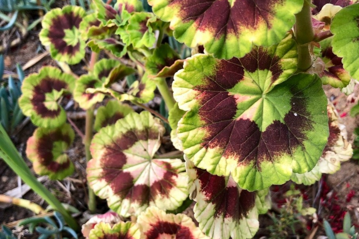 Rare Variegated Zonal Geranium Cutting 6" - Pelargonium hortorum with Vivid Red Blooms, Hardy & Fast Growing Indoor/Outdoor Plant