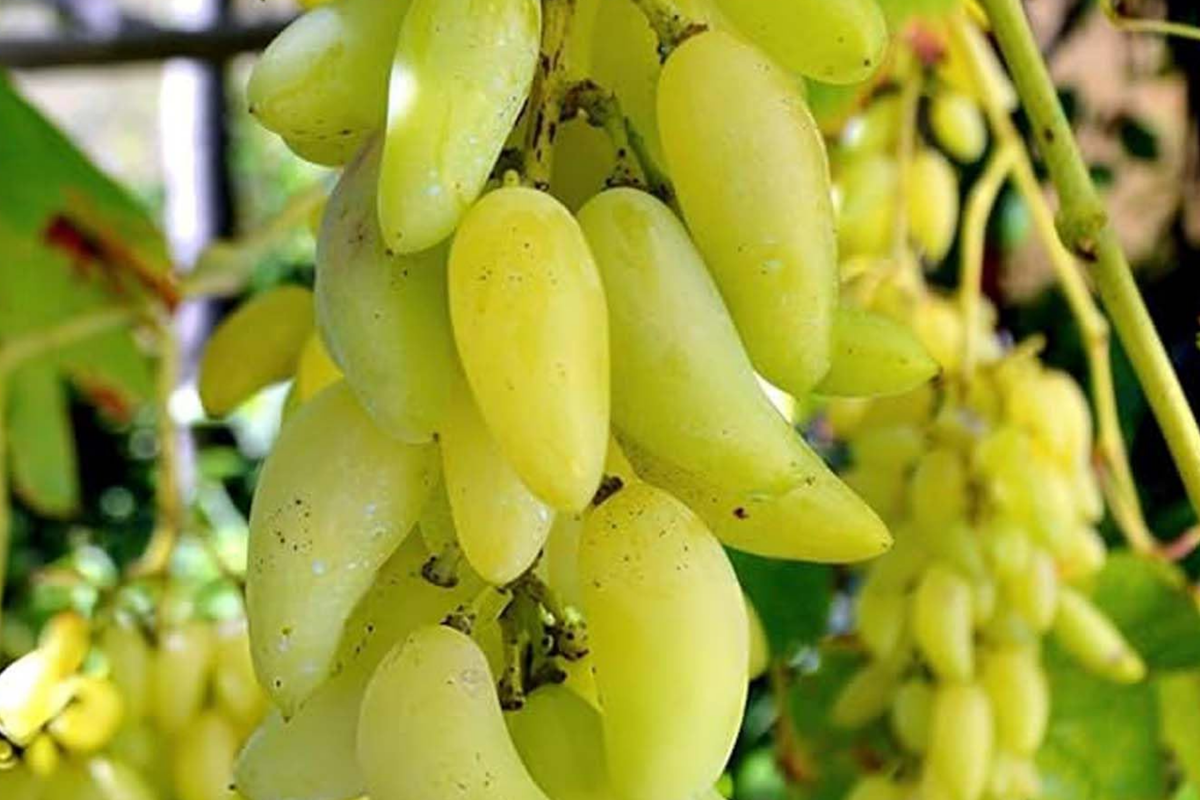 Gold Finger Grape Cuttings (2-3 Nodes) - Rare Vitis vinifera, Sweet Honey Flavor, Easy to Root, Large Golden Table Grapes