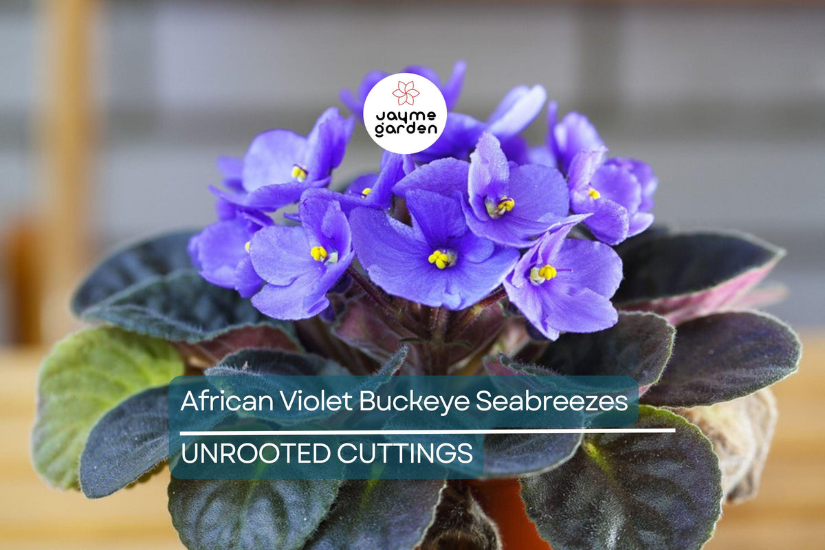 Christmas Cactus Starter Plant - Miss Shimano - Schlumbergera Truncata - Well-Rooted Indoor Cactus for Holiday Decor
