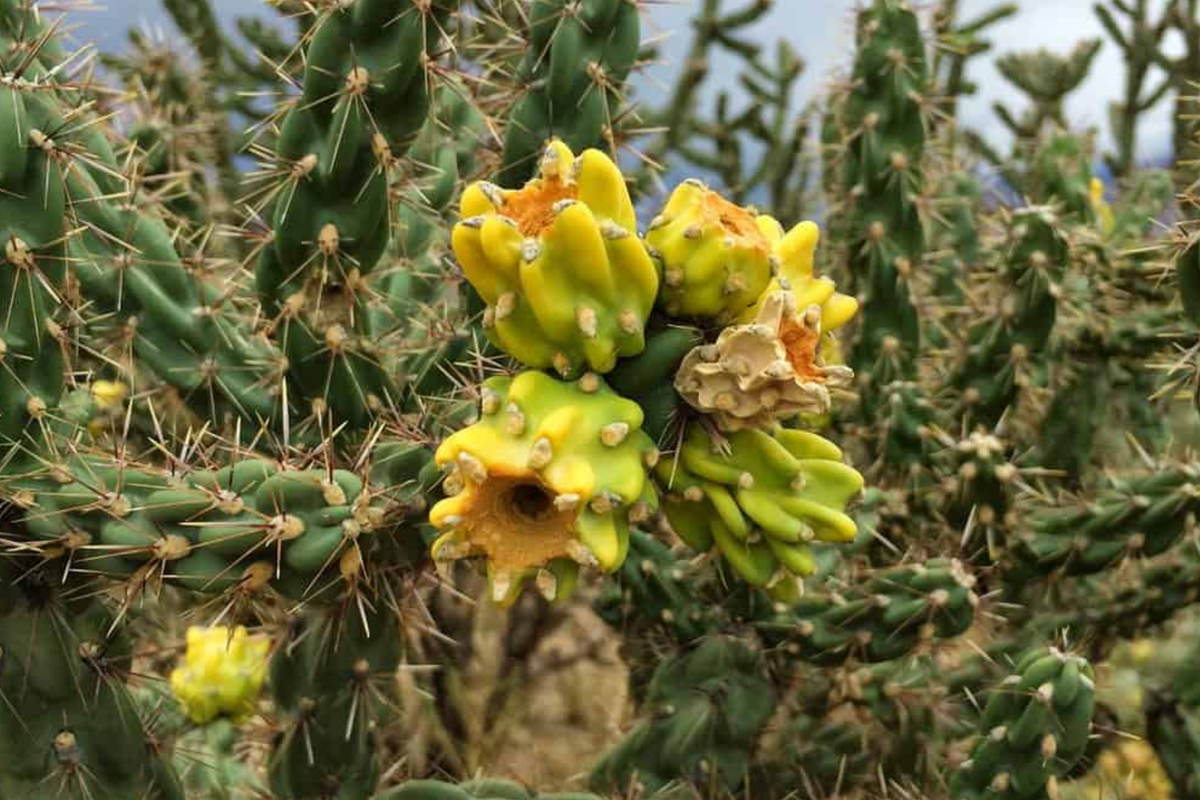 Jumping Cholla Cactus Live Cutting, Fast Growing Evergreen Cacti, Cylindropuntia fulgida, Indoor/Outdoor, Arid Climate Plant