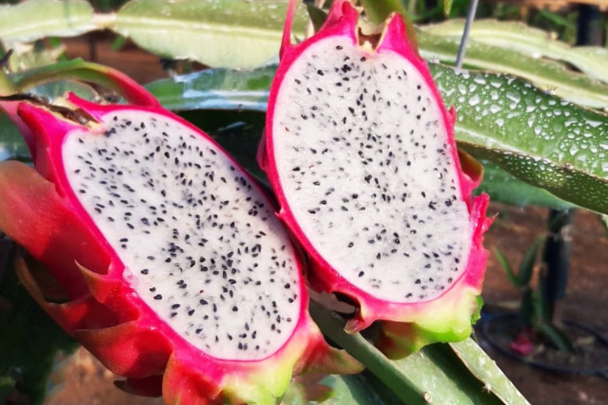White Dragon Fruit Cuttings 2-pack 9-14" Pepino Dulce Hylocereus undatus Sweet White Spiral Segments for Smoothies & Snacks