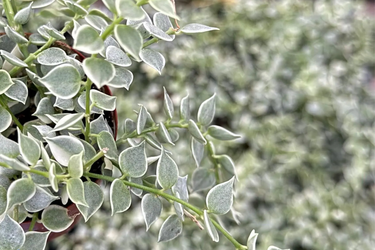 Dischidia Ruscifolia Cutting | 1 Unrooted Million Hearts | Unique Easy-Care Indoor Hanging Vine | Trailing Plant