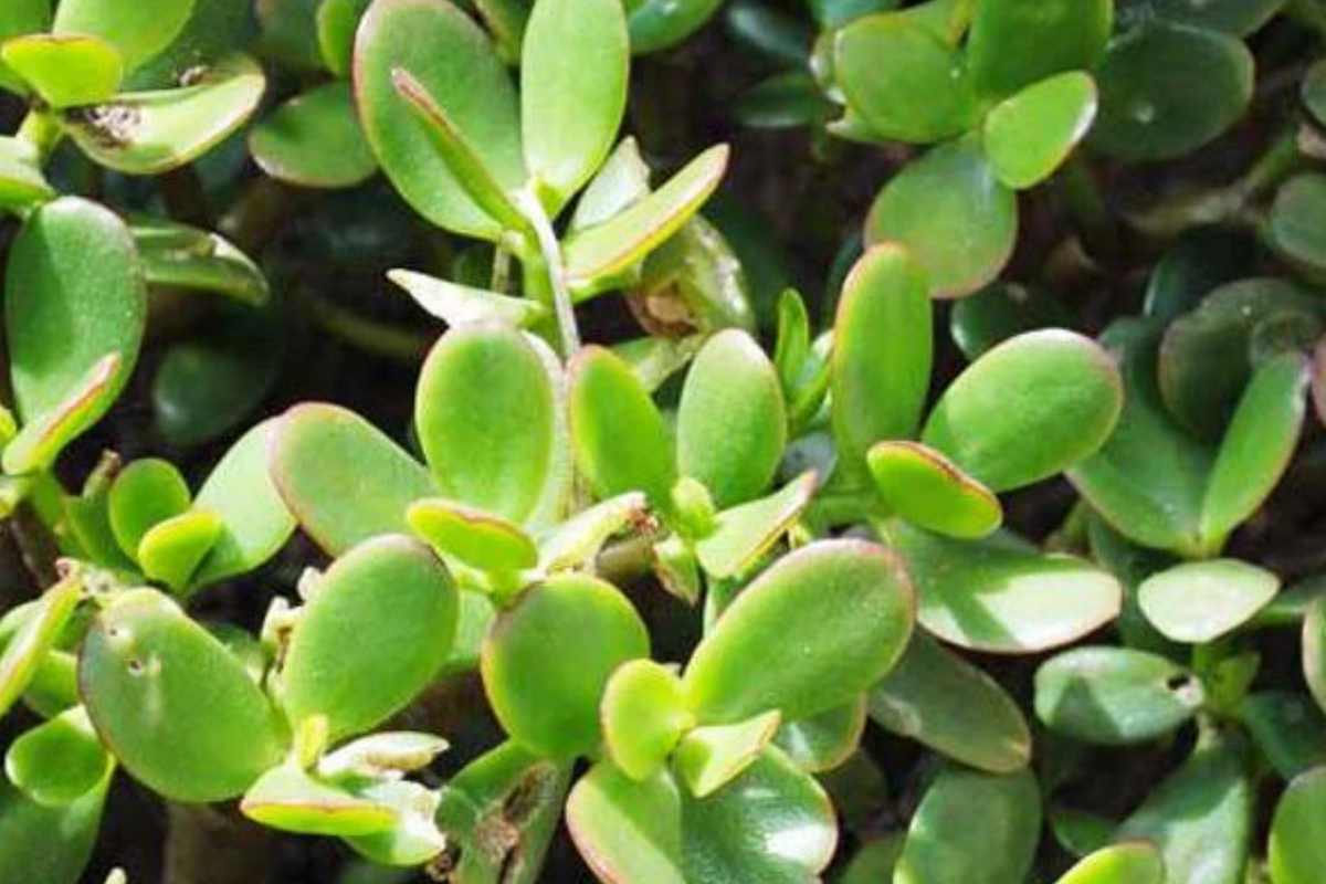 Jade Plant Cuttings | 2 Unrooted 3-5" Crassula ovata | Easy Care Succulent | Lucky Money Tree | Indoor Propagation Plant