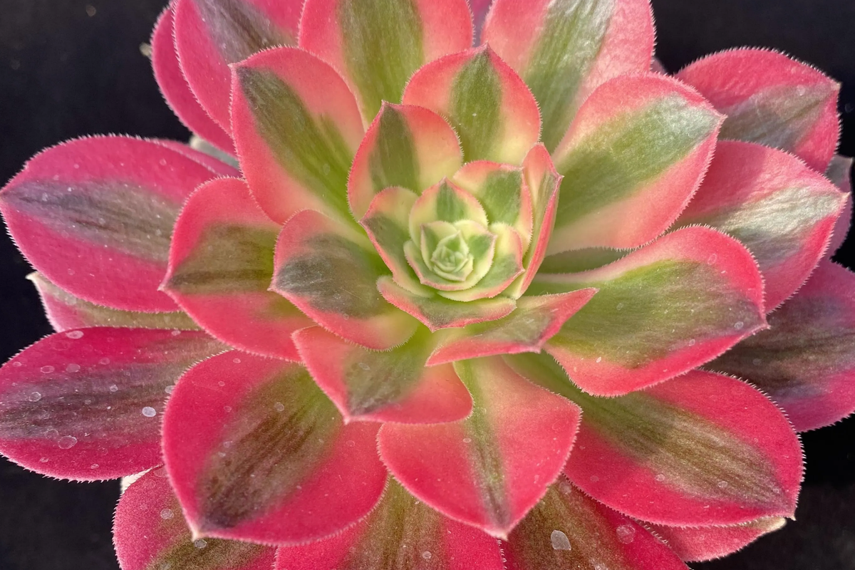 Aeonium 'Perfume Concubine' Cutting | 2.5-Inch Rosette | Unique Collector Succulent | Aeonium Hybrid