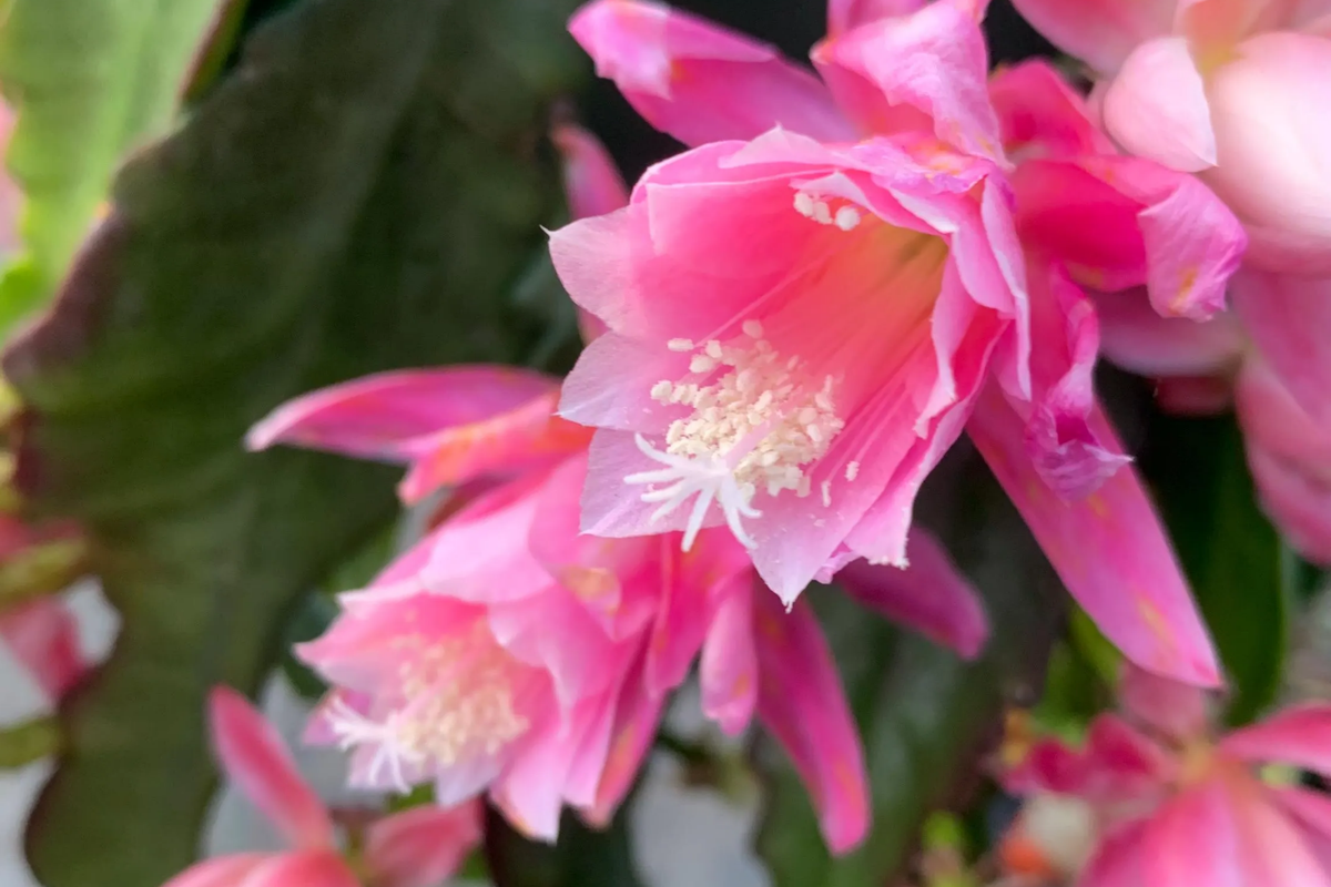 Epiphyllum 'Hocus Pocus' Orchid Cactus Cutting | 8-10 Inch Unrooted Cutting | Unique Blooms | Epiphyllum hybrid