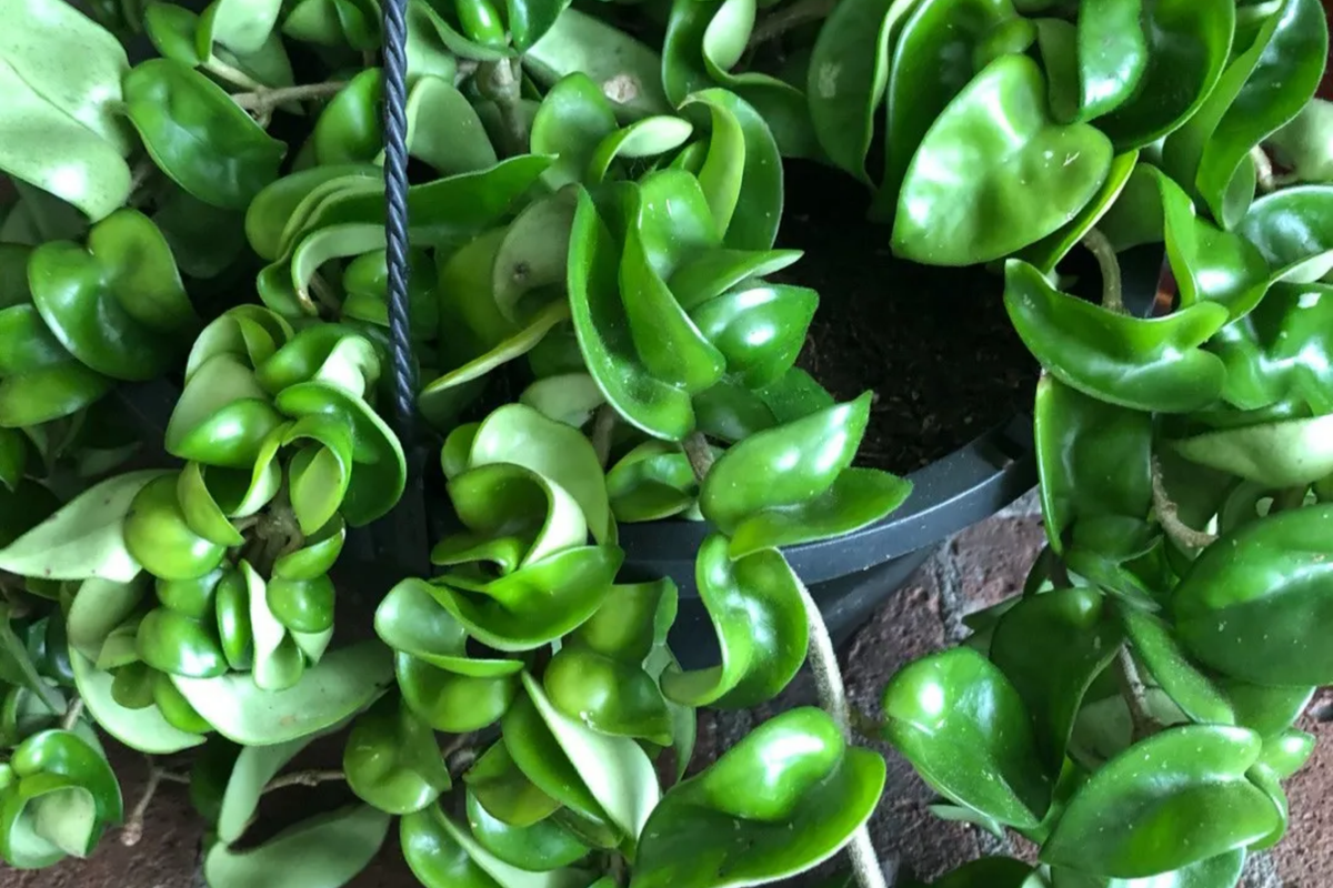 Hoya Hindu Rope Plant Cuttings - 4-Inch Unrooted Cuttings - Unique Indoor Plant - Hoya carnosa 'Compacta' - Easy Care
