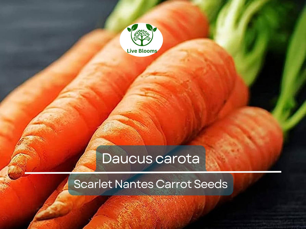 600 Seeds Scarlet Nantes Carrot - Daucus carota Heirloom, Sweet & Crisp Orange Roots for Gardening & Planting