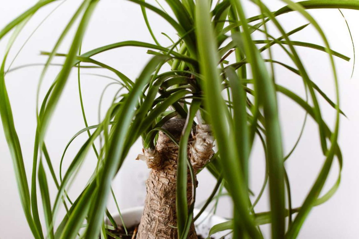 Ponytail Palm Cutting | 2" Rooted Plant | Beaucarnea multi | Air-Purifying, Low-Maintenance Houseplant | Pet-Safe Indoor Plant