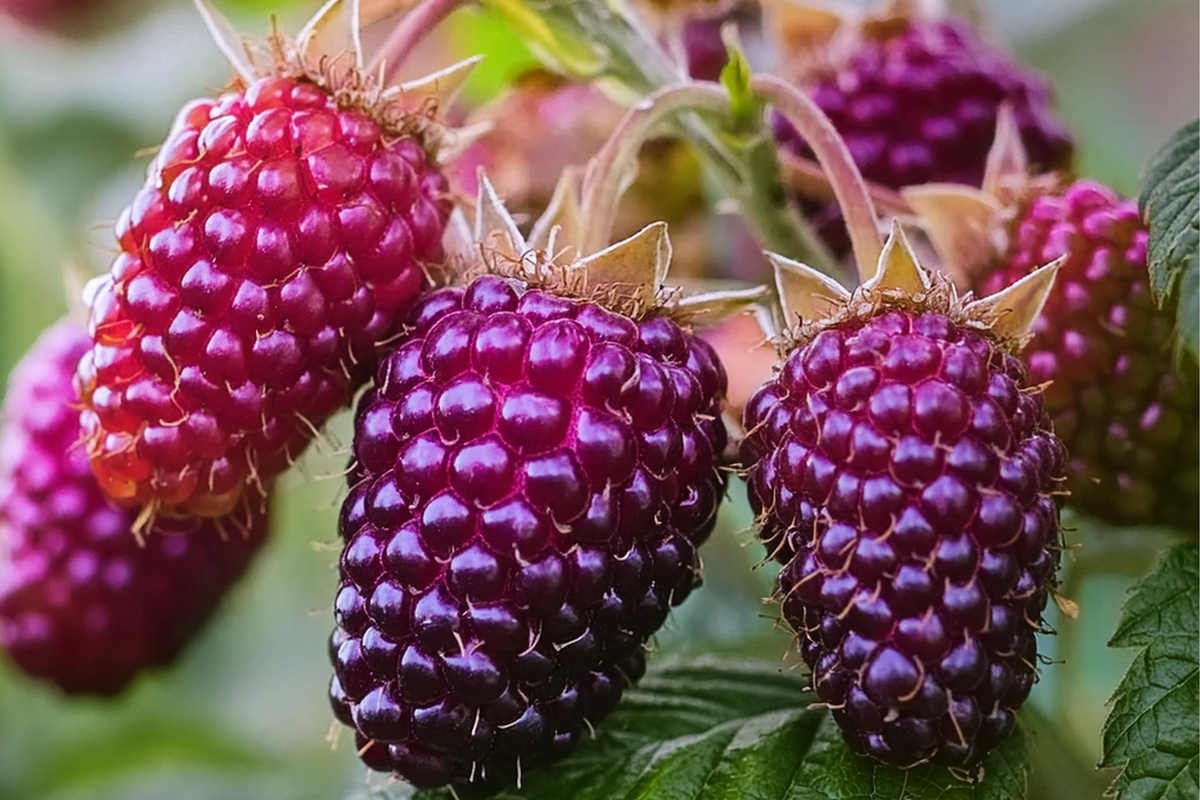 Thornless Purple Raspberry Cutting - 4" Rooted Starter Plant - Rubus 'Glencoe' - Sweet Tart Berries for Small Gardens