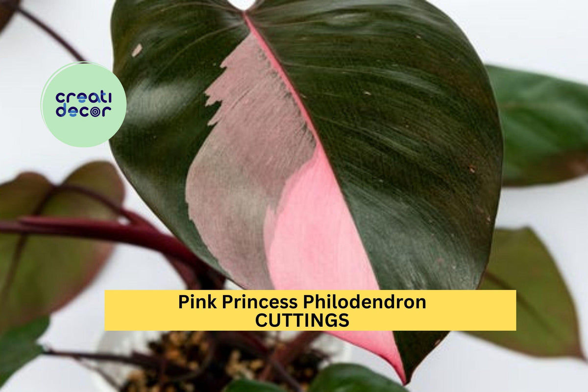 Christmas Cactus Starter Plant - Miss Shimano - Schlumbergera Truncata - Well-Rooted Indoor Cactus for Holiday Decor