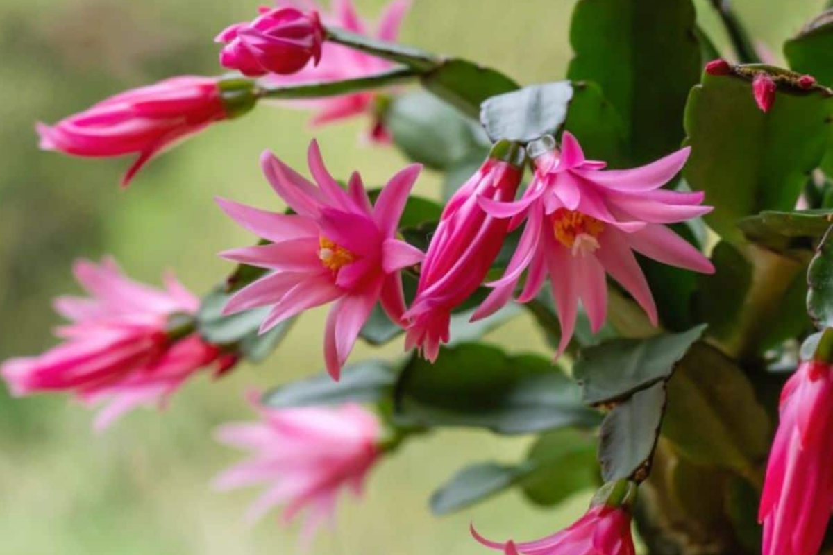 5 Christmas Cactus Cuttings 4"-5" Unrooted | White Blooms | Easy Propagation | Schlumbergera