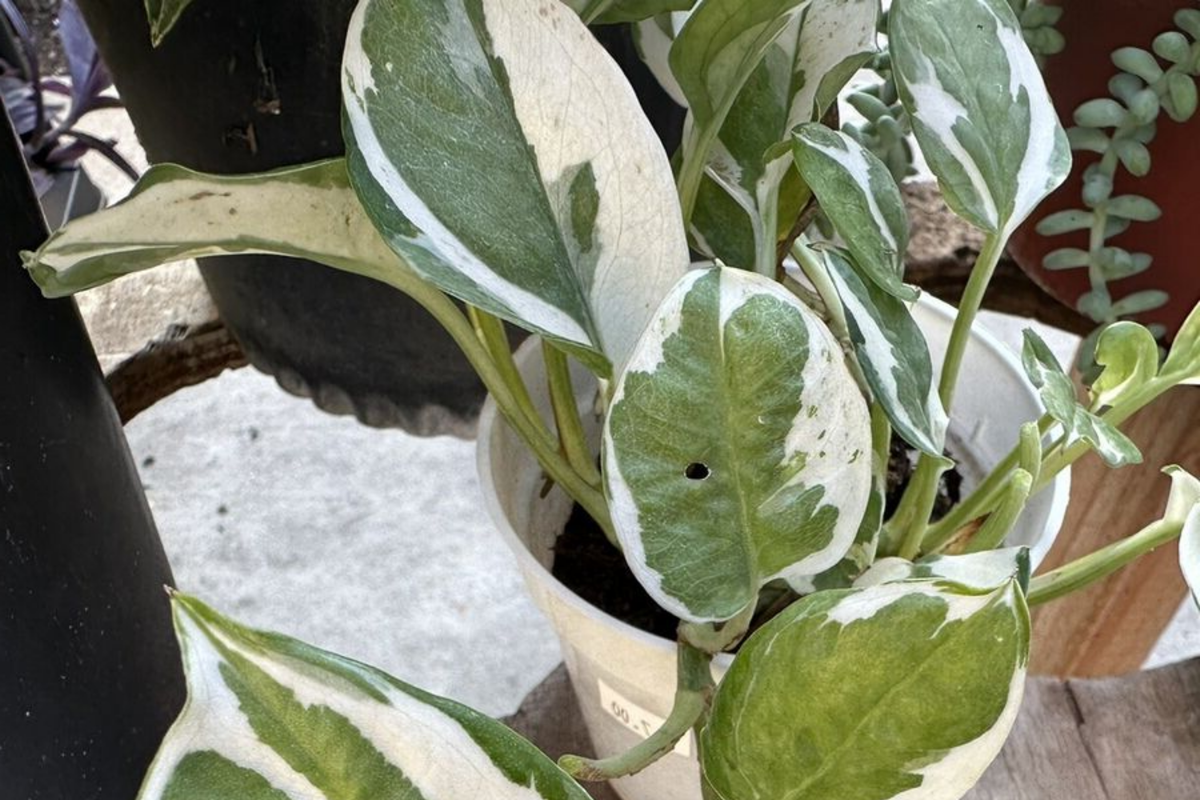 N'Joy Pothos Cuttings - 3 Unrooted Variegated Houseplant Cuttings - Epipremnum aureum - Ideal for Indoor or Outdoor Growth