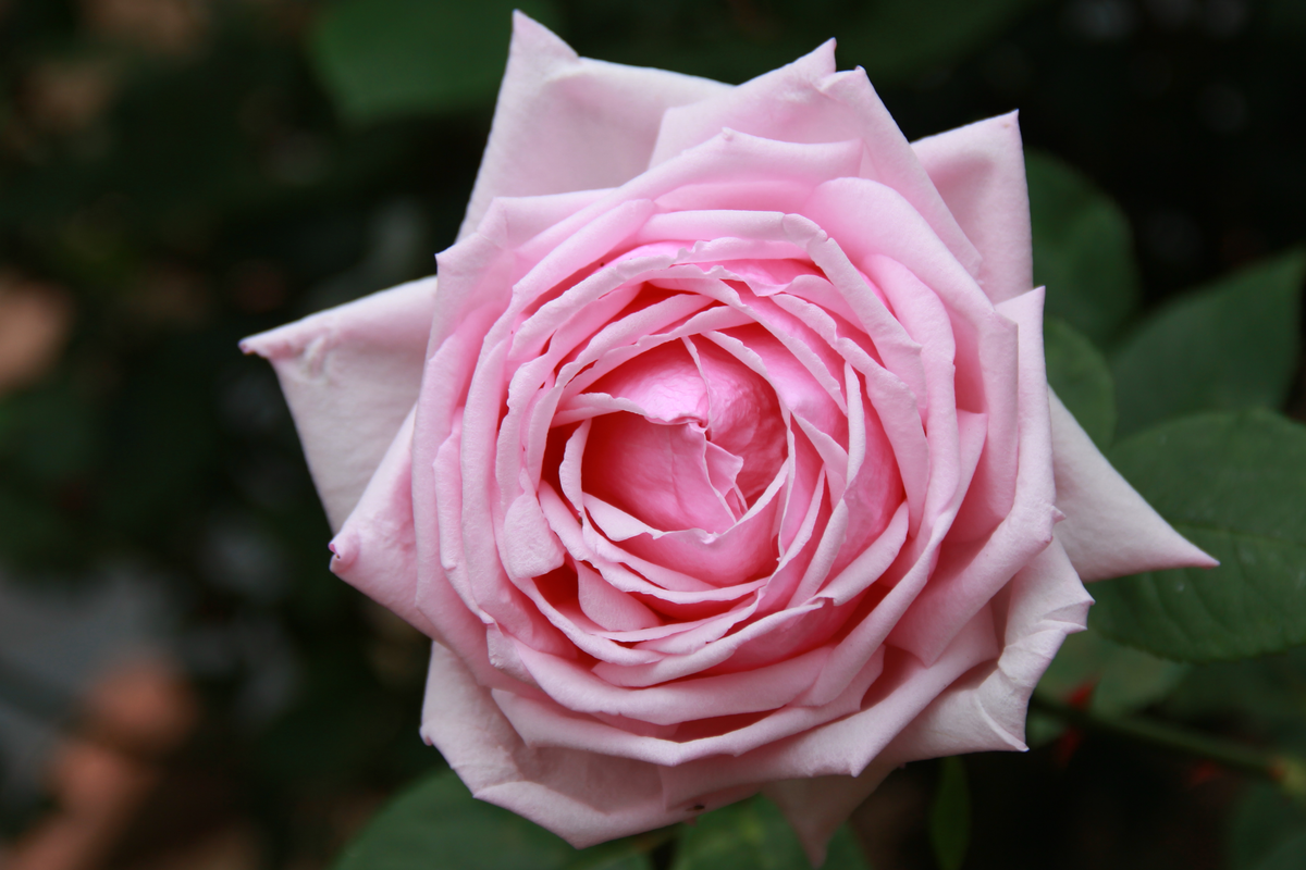 French Rose Cuttings (4) - Climbing Rose for Fences & Arches - Elegant Victorian Decor - Rosa spp.