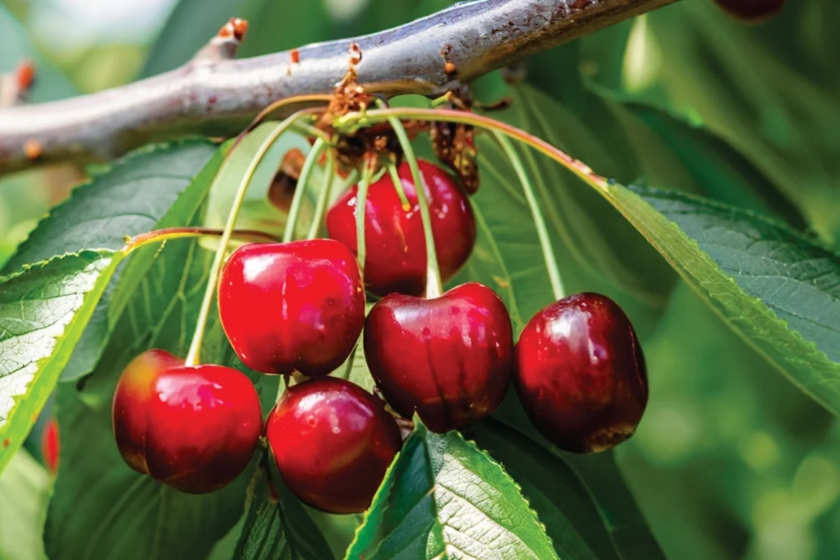 6 Bing Sweet Cherry Cuttings - Organic Hardwood Scion Wood (Prunus avium) for Grafting, Zones 5-8, Deep Red Fruit
