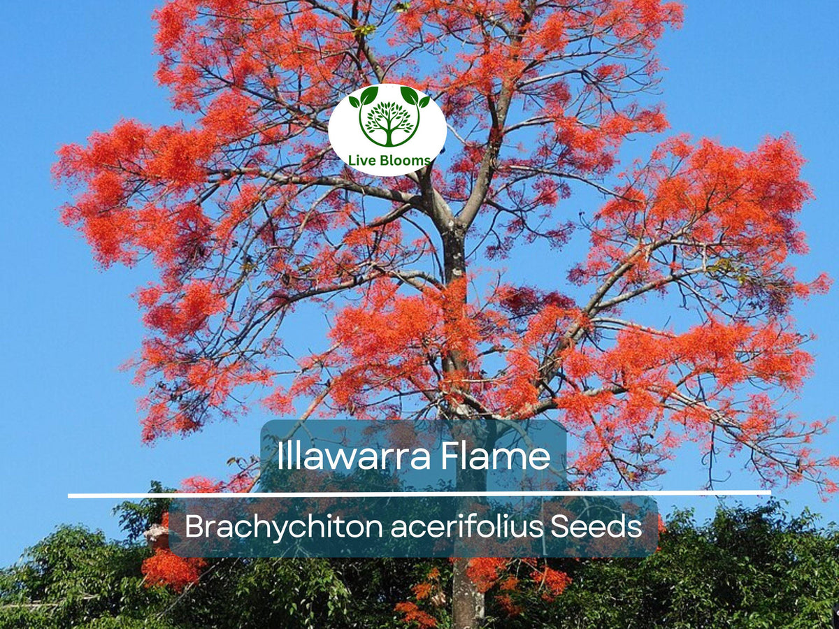 10 Illawarra Flame Seeds | Brachychiton acerifolius | Red Flowered Bottle Tree | Exotic Australian Landscaping Plant