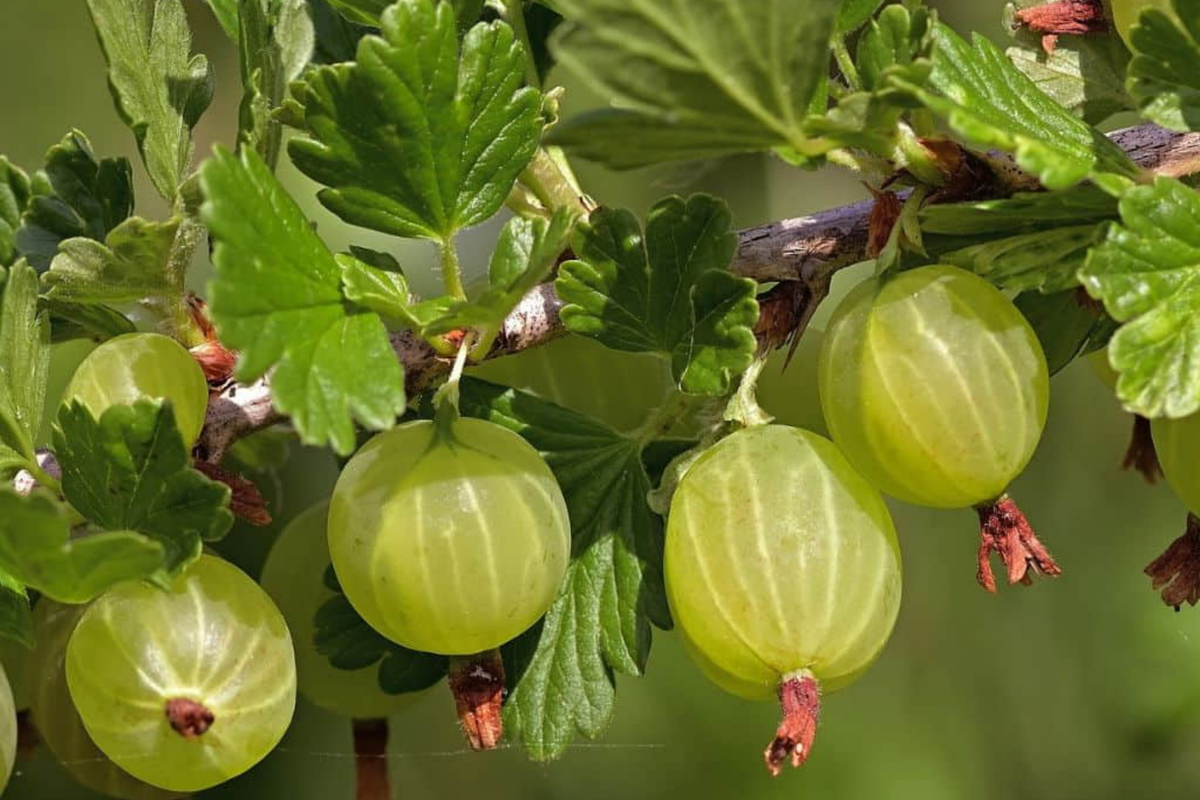 Organic Hardwood Cuttings - 6" Pixwell Gooseberry - Tart Pink Berries - Self-Pollinating - Ideal for Edible Landscaping - Ribes uva-crispa