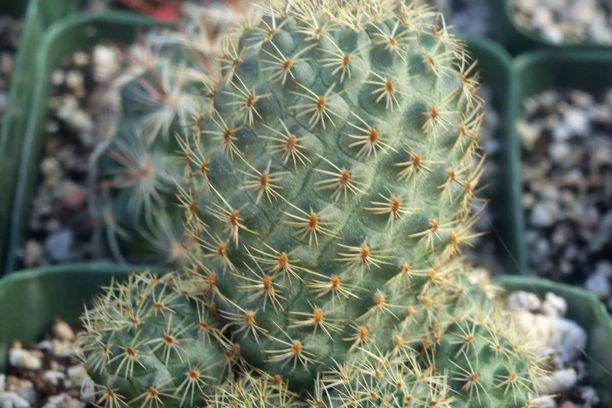 Live Roadkill Cactus Cutting - Unique Indoor/Outdoor Plant - Easy Care Succulent (Scientific Name: Unknown)