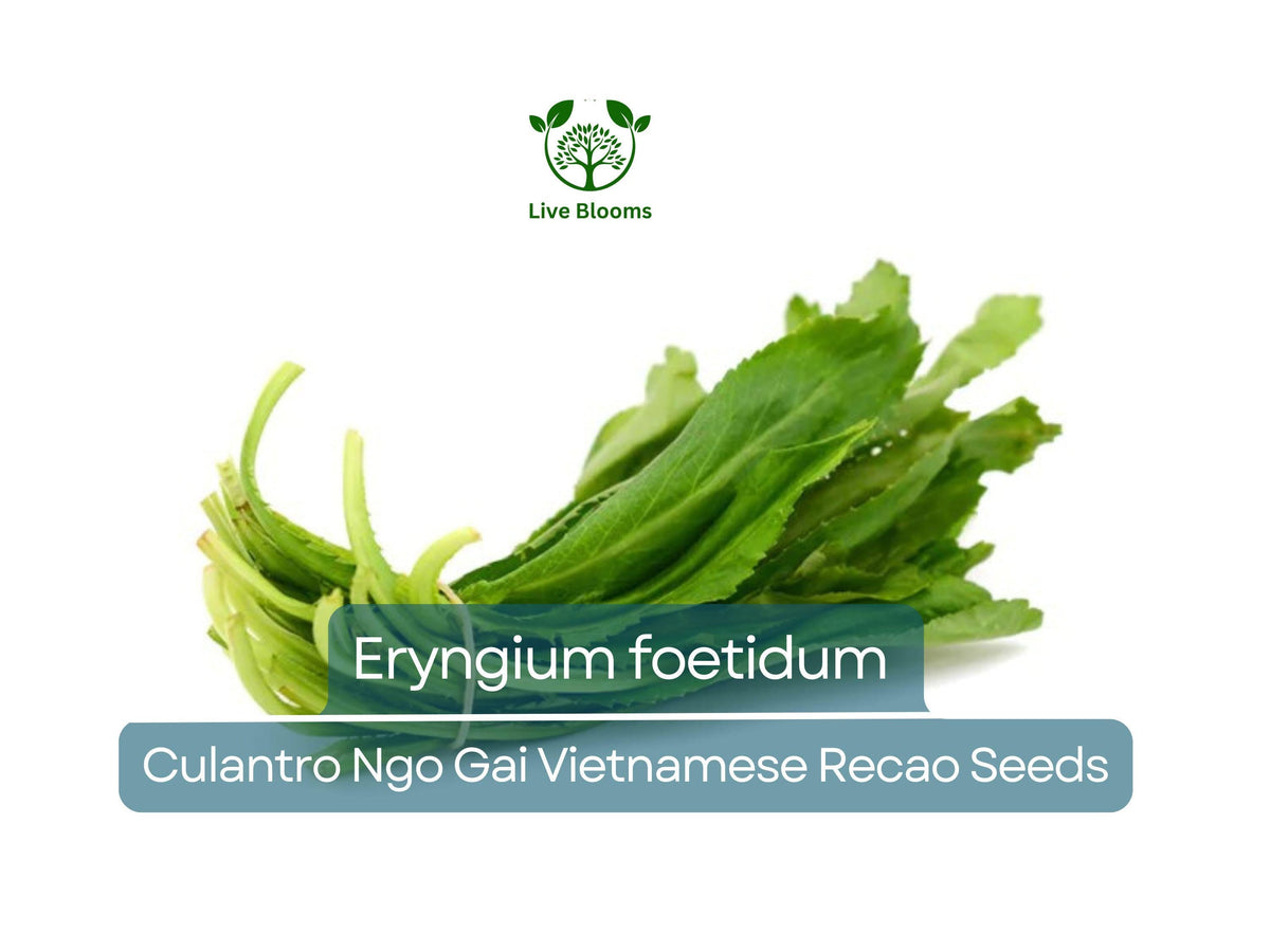 Culantro Seeds 100 Count - Eryngium foetidum - Heirloom Vietnamese Recao for Gardening & Culinary Use