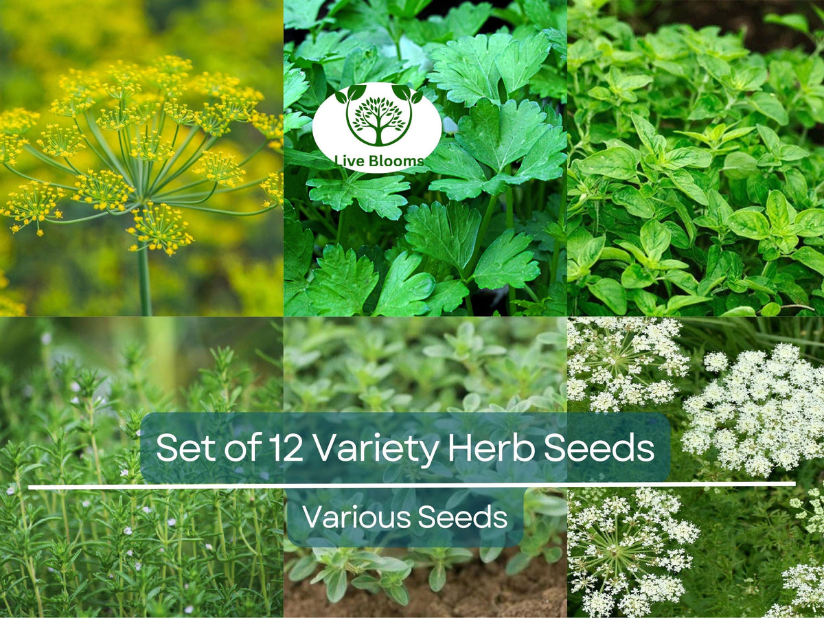 Culinary Herb Seed Set - 12 Non-GMO Heirloom Varieties - Basil, Parsley, Cilantro, Thyme & More - Perfect for Indoor/Outdoor Gardening