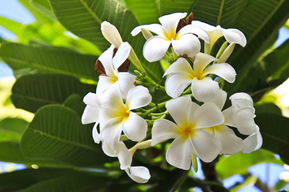 White Plumeria Cutting 6-8" - Fresh Hawaiian Frangipani (Plumeria alba) for Garden & Home Decor