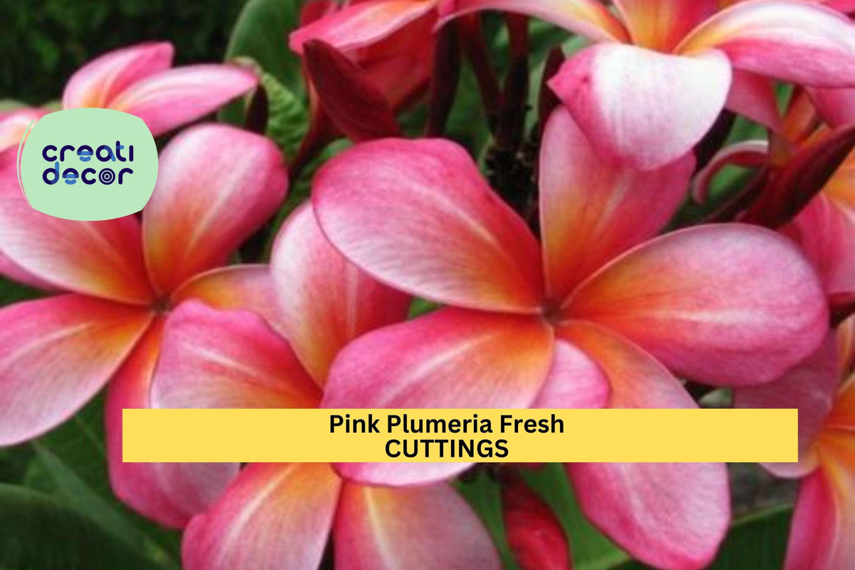 Christmas Cactus Starter Plant - Miss Shimano - Schlumbergera Truncata - Well-Rooted Indoor Cactus for Holiday Decor