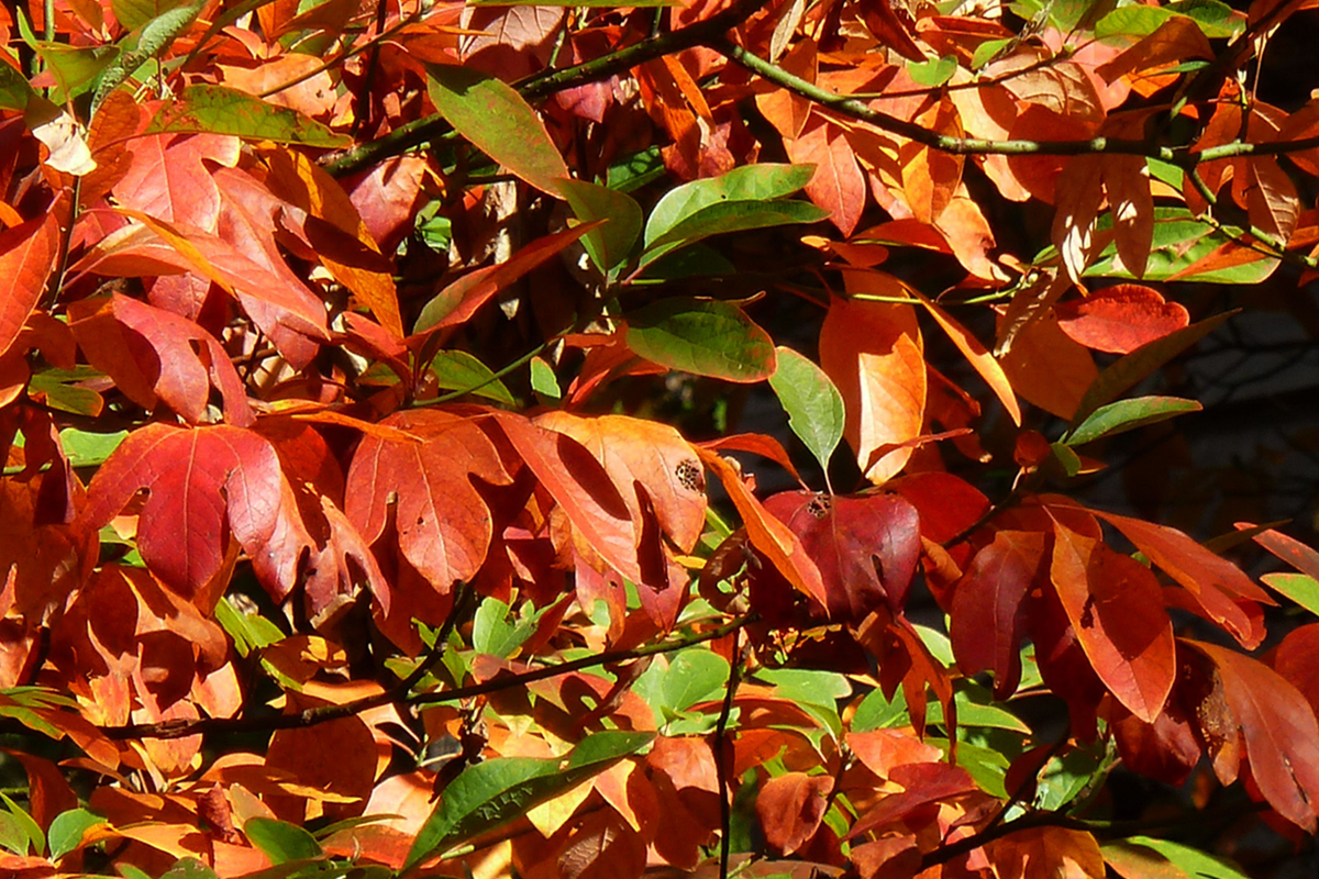 8 Sassafras Cuttings | Unrooted Tree Propagation | Fast-Growing, Colorful Fall Foliage | Sassafras albidum