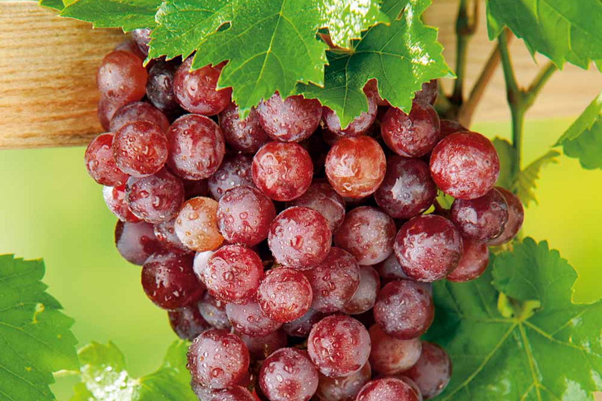 12 Thompson Seedless Grapevine Cuttings | Fresh Rootable Edible Vines | Cold & Drought Resistant | Vitis vinifera