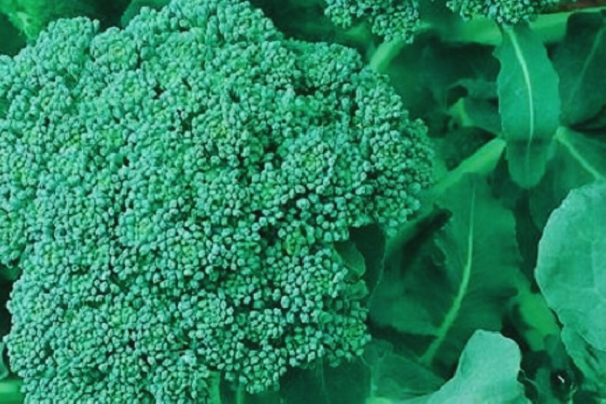 Broccoli Seeds for Sprouting 100g - Non-GMO Brassica oleracea - Fresh, Nutritious Sprouts for Indoor & Outdoor Growing