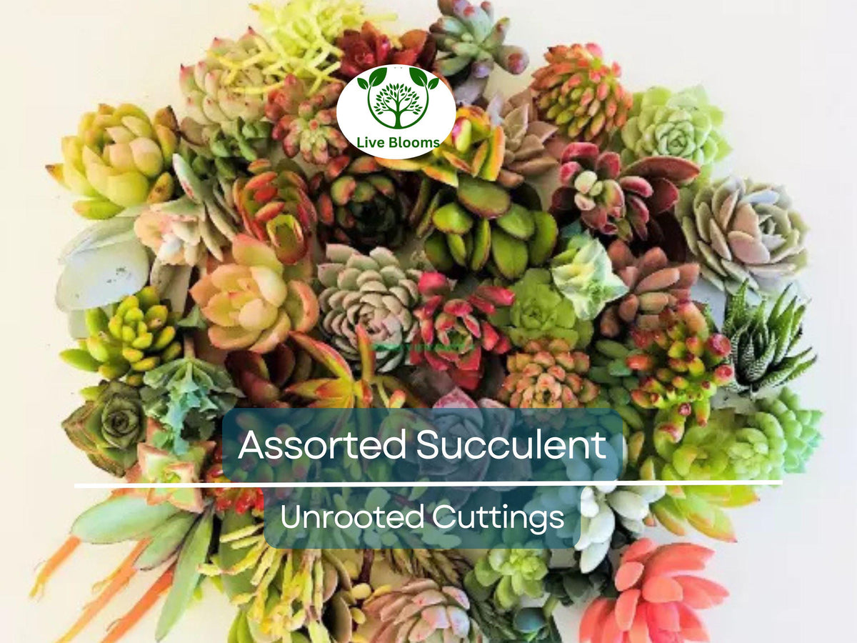 25+ Assorted Succulent Cuttings 1.5-2" | Echeveria, Aloe, Sedum, Crassula | Ideal for Propagation & DIY Projects