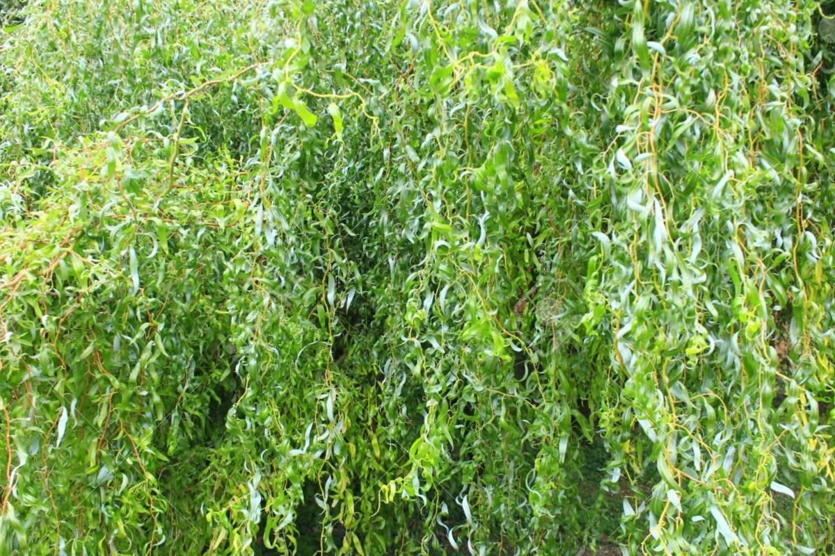 Rare Golden Curls Willow Cutting | Live Dwarf Gold Dragon Claw Plant | Fast Growing Bonsai | Salix | Hardy Zones 3-10