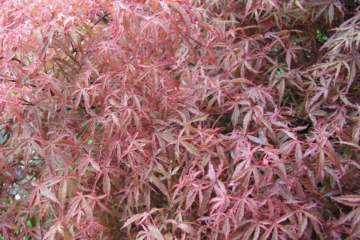 Japanese Maple Kotohime Cutting | Bonsai Starter Plant | Acer Var. | Hardy in Zone 8a | Ideal for Miniature Tree Styling