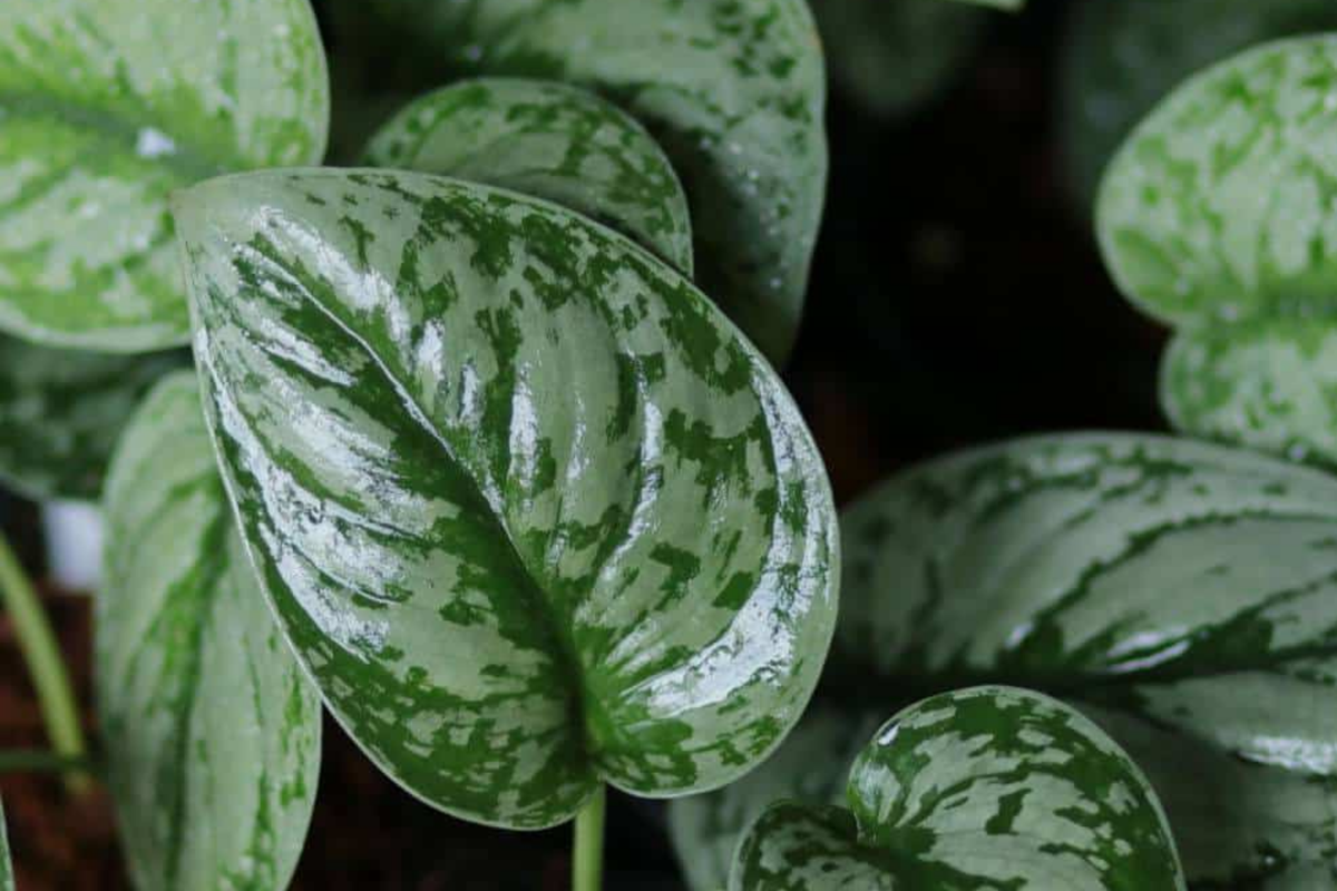 Silver Satin Pothos Cutting | 2-Node Fresh Cutting | Scindapsus Pictus | Easy Propagation Houseplant | Air Purifying Plant
