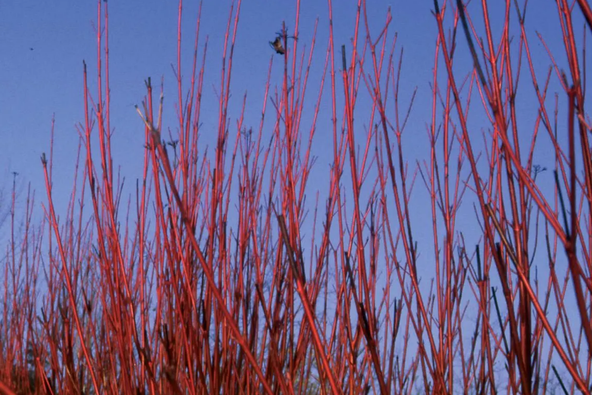 Red Osier Dogwood Cuttings - 12 Live Starter Plants - Native Shrub for Hedges & Wildlife - Cornus sericea - Hardy Zones 2-7