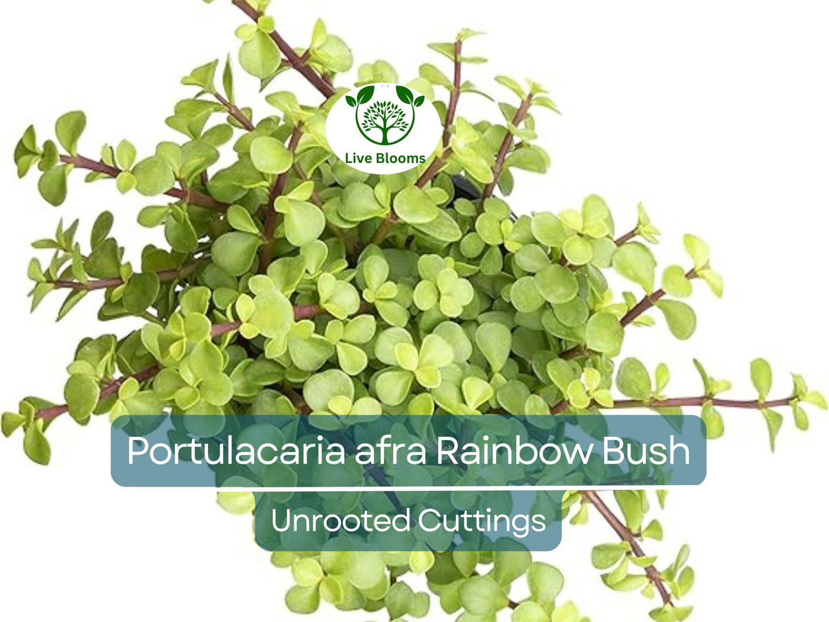 Burning Bush Seedling Plant 4-8 Inches Red Foliage Euonymus alatus Live Bare Root Garden Plant for Landscape