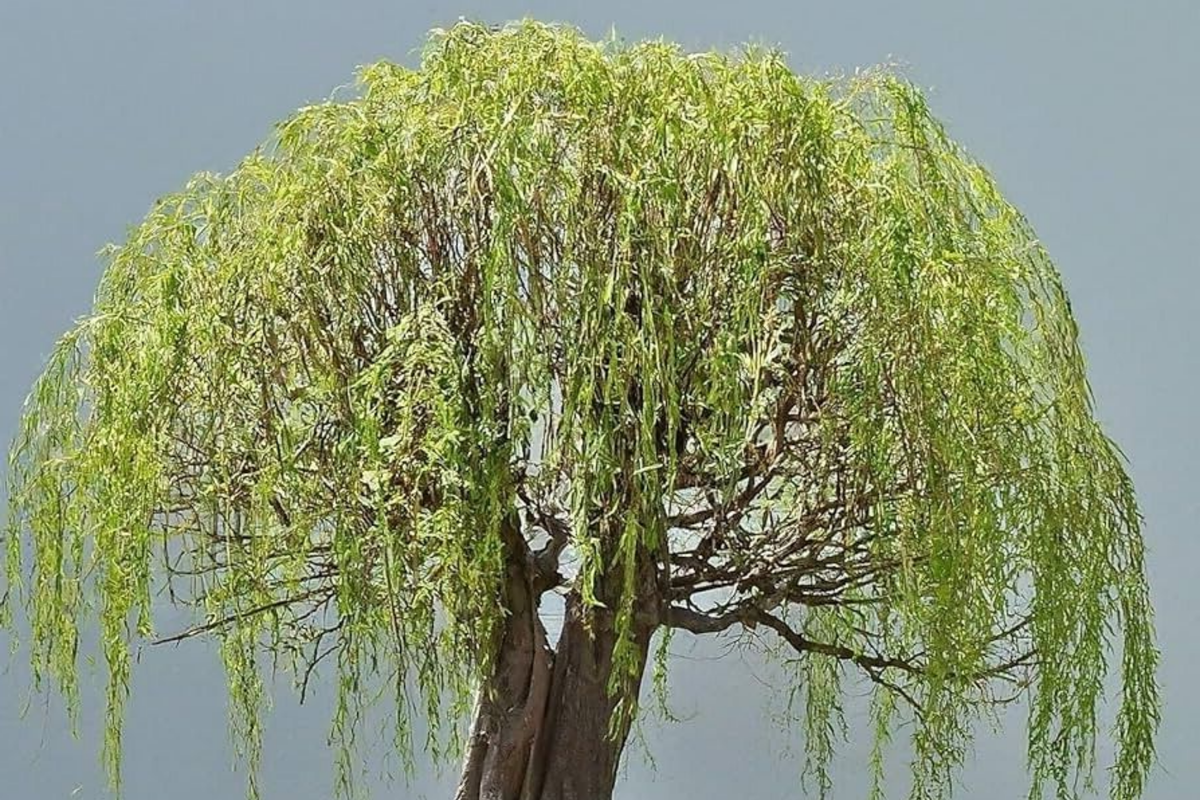 Green Weeping Willow Bonsai Cutting | Thick Trunk | Fast Growing | Salix babylonica | DIY Gift for Beginners & Enthusiasts