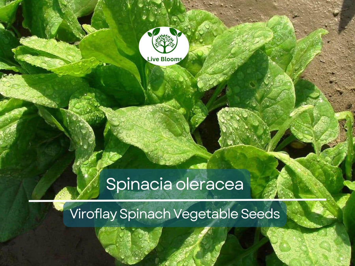 Viroflay Spinach Seeds 1 Gram - Heirloom Vegetable Seeds (Spinacia oleracea) for Gardening & Fresh Harvests