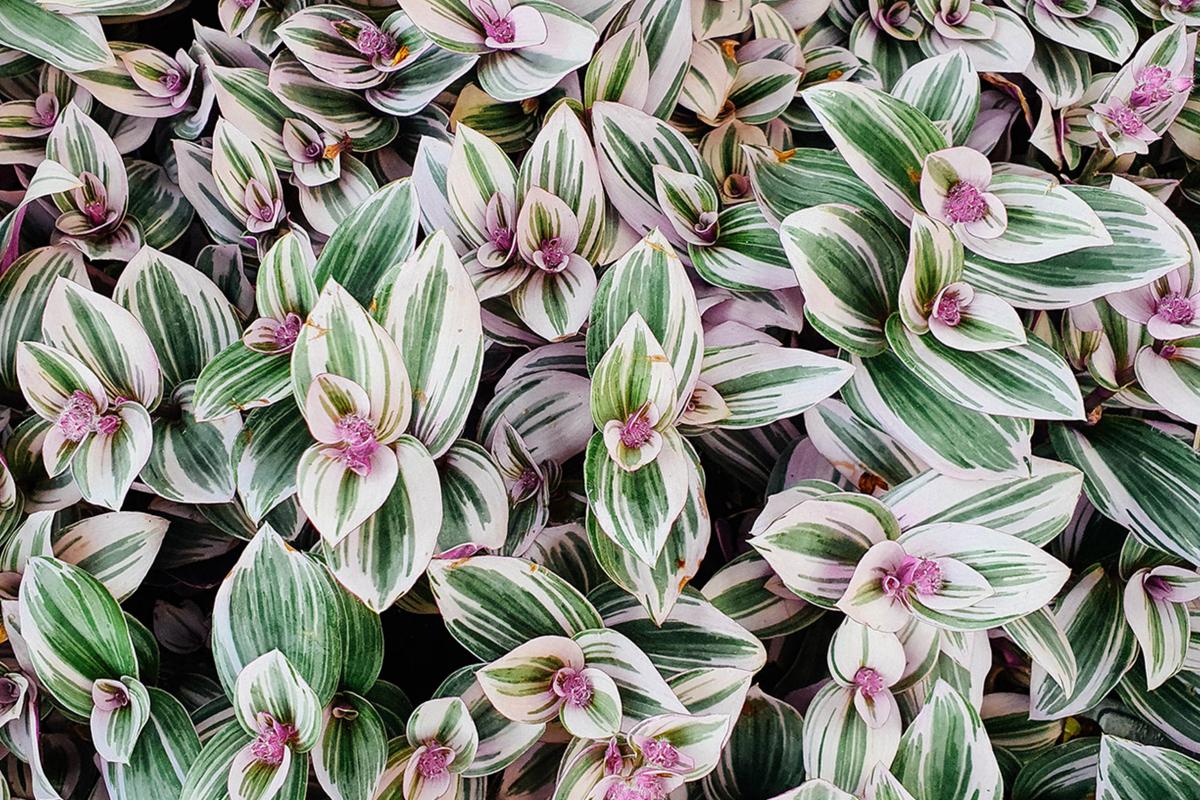 12 Fully Rooted Wandering Jew Cuttings | Tradescantia Zebrina | Green & Purple Foliage | Indoor/Outdoor Houseplants
