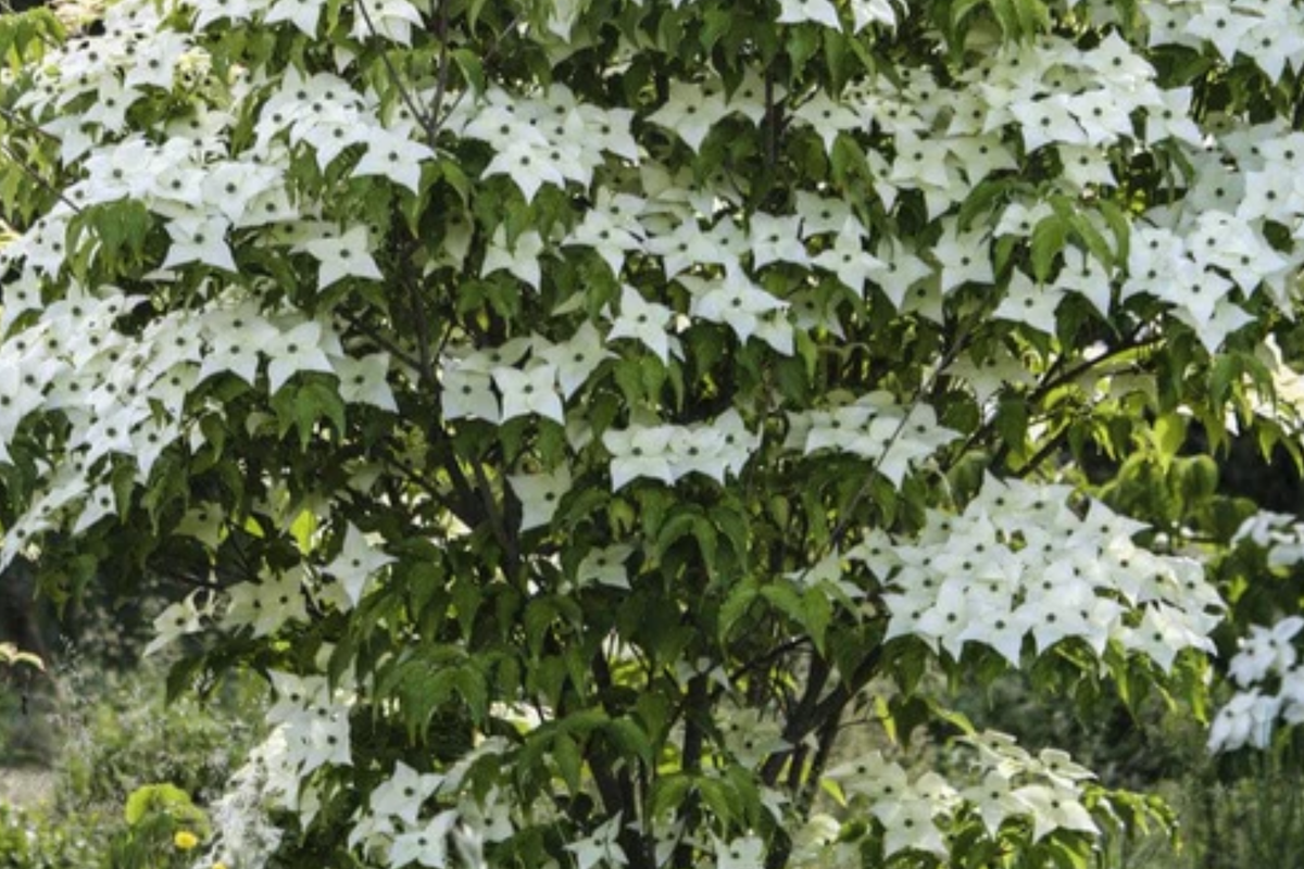 Live Flowering Dogwood Tree - Bare Root 2-3 Ft - White Blooms, Cornus Florida - Perfect for USDA Zones 4-9, Drought-Tolerant